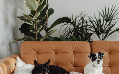 A Guide For Pet Owners: Tips For Moving With Pets